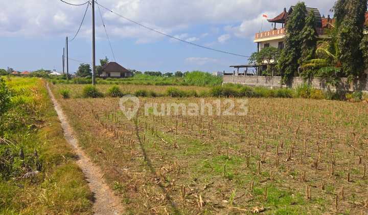 For Rent Cheap Land in Padang Galak Sanur. Plot 200M2. Price 15 Million Per Are Per Year For Rent Cheap Land in Padang Galak Sanur. Plot 200M2. Price 15 Million Per Are Per Year