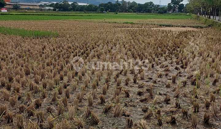 Sawah Luas di Sayap Jl Soekarno Hatta