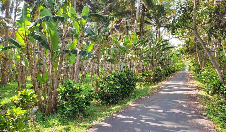 Tanah di Berada Di Kawasan Pekutatan., Jembrana 6