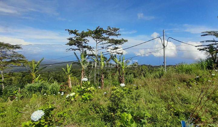 Tanah Kebun Bunga Dan Buah di Lokasi Asah Gobleg, Buleleng. 6