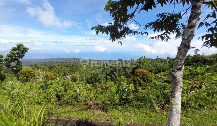 Tanah Kebun Bunga Dan Buah di Lokasi Asah Gobleg, Buleleng. 12