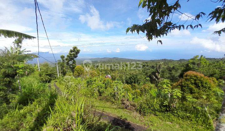 Tanah Kebun Bunga Dan Buah di Lokasi Asah Gobleg, Buleleng. 14