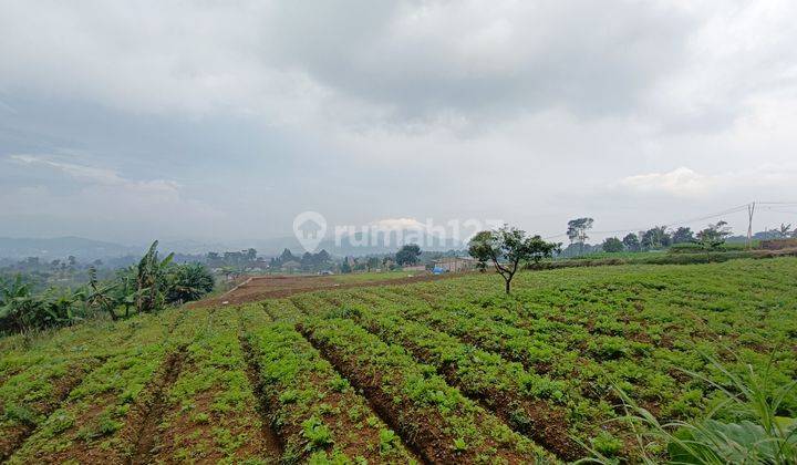 Dijual Tanah Murah Di Cipanas 5