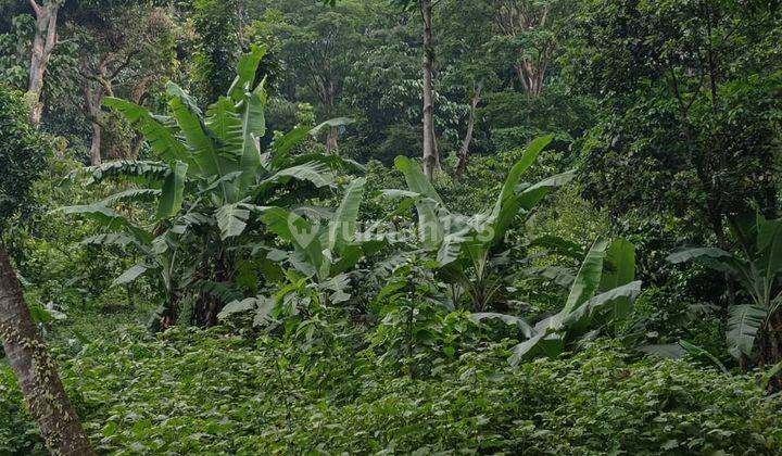 Tanah di Jl Gunung Pancar Babakan Madang 5