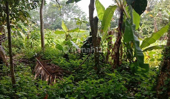 Tanah Kebun 5500 Mtr di Kp Batuhulung Margajaya Bogor Barat 1