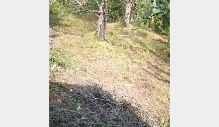 Dijual Kebun Cengkeh aktif berlokasi di Pelabuhan Ratu Sukabumi 