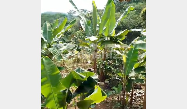 Dijual Kebun Cengkeh aktif berlokasi di Pelabuhan Ratu Sukabumi 