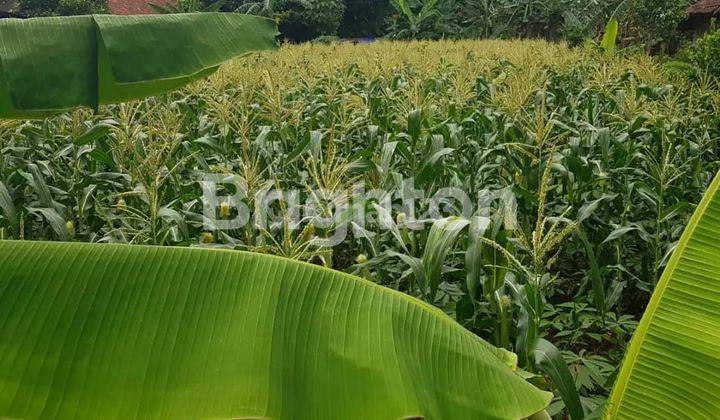 TANAH LUAS COCOK UNTUK BANGUN CLUSTER DI BOJONG GEDE BOGOR 2