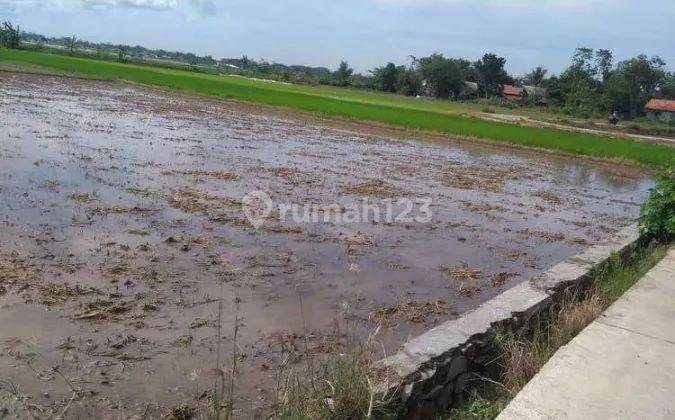 Tanah Sawah 4.174 m² SHM Harga Murah Telukjambe Timur, Karawang 3
