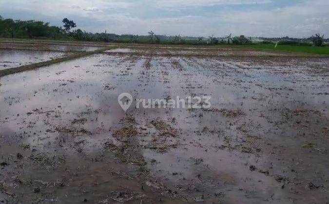 Tanah Sawah 4.174 m² SHM Harga Murah Telukjambe Timur, Karawang 4