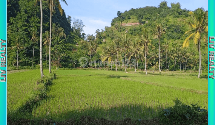 Di jual sawah lokasi dekat objek wisata  1