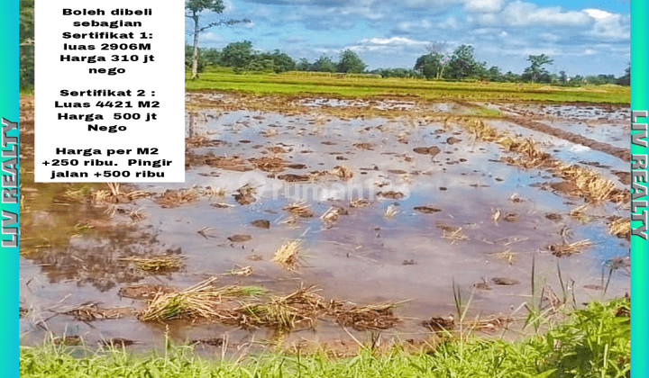 Dijual lahan sawah produktif, luas, dekat pasar dan pemukiman. 1