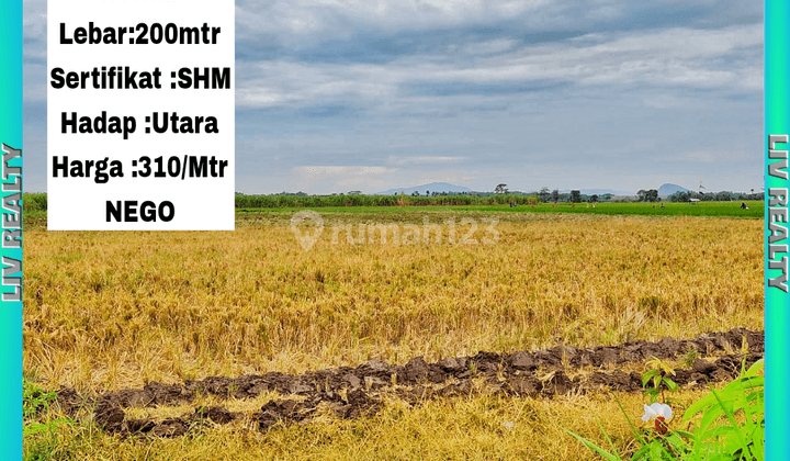 Dijual lahan basah / Sawah, Cocok buat perumahan. 1