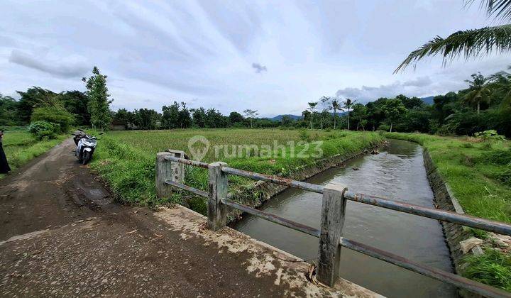 Dijual Sawah Produktif Daerah Mumbulsari 1