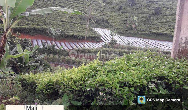 Jual Tanah Kebun Teh dan Kopi di Kabupaten Bandung Barat 1