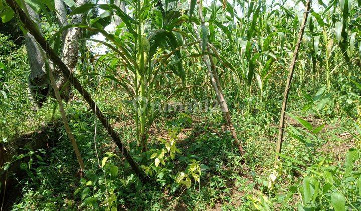 DIJUAL TANAH KEBUN JAGUNG PINGGIR JLN DESA SUKANAGARA SOREANG 1