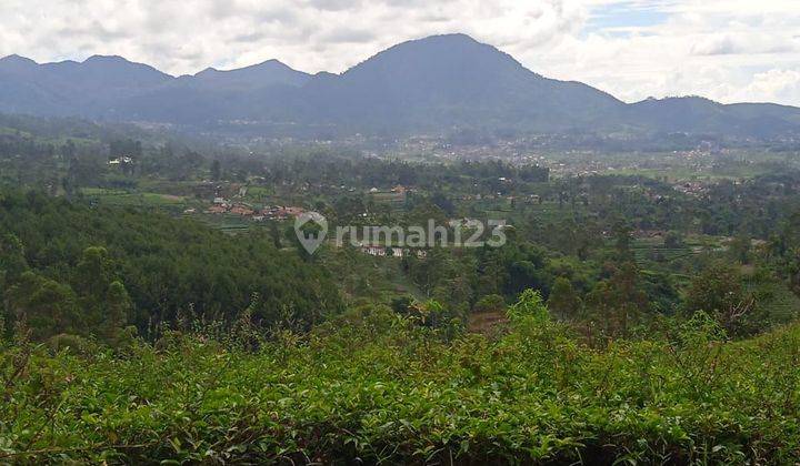 DIJUAL LAHAN PERKEBUNAN STRATEGIS DI GAMBUNG CIWIDEY  2