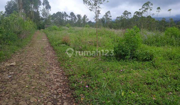 DIJUAL LAHAN PERKEBUNAN STRATEGIS DI GAMBUNG CIWIDEY  2