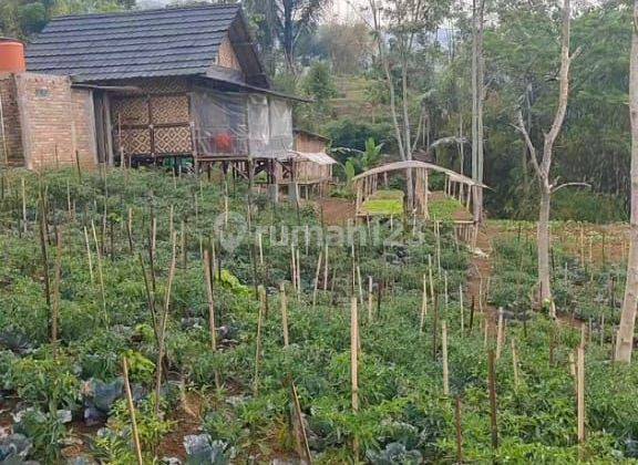 DIJUAL LAHAN KEBUN PERTANIAN AKTIF ADA VILLA DI SINDANGKERTA KBB 2