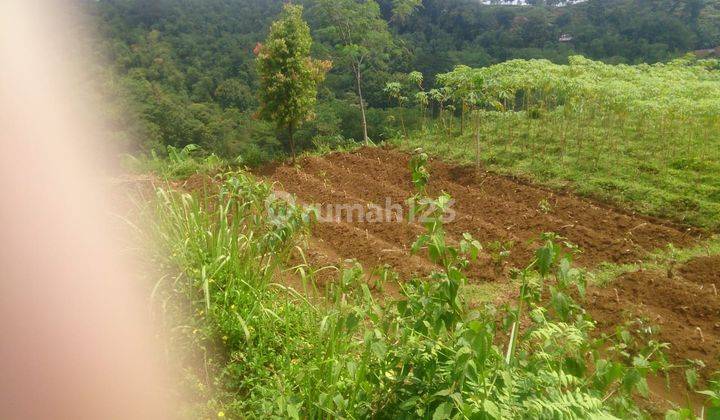 Dijuall Tanah ( mata air ) pegunungan Bunder 2 pamijahan Bogor  8