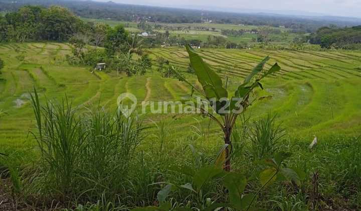 Tanah di Jalan bedahmenoreh kenteng nanggulan 4200 SHM m² 5