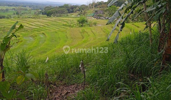 Tanah di Jalan bedahmenoreh kenteng nanggulan 4200 SHM m² 4