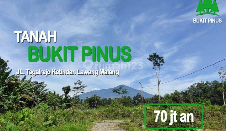 Promo Tanah Bukit Pinus Lawang Malang Dekat Wisata Kebun Teh 1