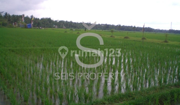 FOR SALE PRODUCTIVE RICE FIELD IN silekor sawunggalih, PURWOREJO REGENCY, CENTRAL JAVA