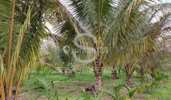 Dijual Cepat Tanah Kebun Di Pematang Gajah Muaro Jambi 1