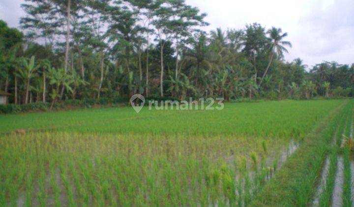 Dijual tanah sawah produktif di kab purworejo jawa tengah
 5