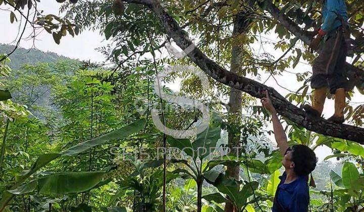 Dijual Tanah Kebun Di Cipatat Kab Bandung Barat 2