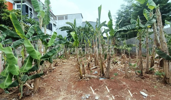 Wide Land, Needs Fast Flood-Free in Kodau