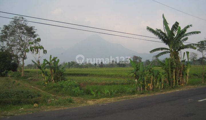 jual Cepat Tanah Sawah Purworejo Mojokerto  1