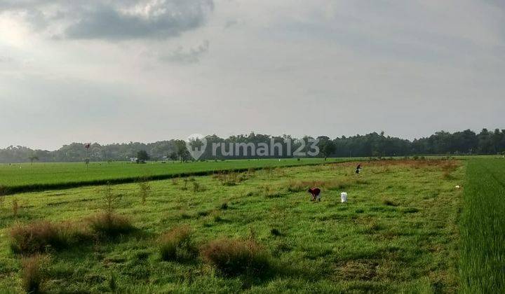 Dijual Tanah Luas Dan Strategis Di Kabupaten Madiun 1