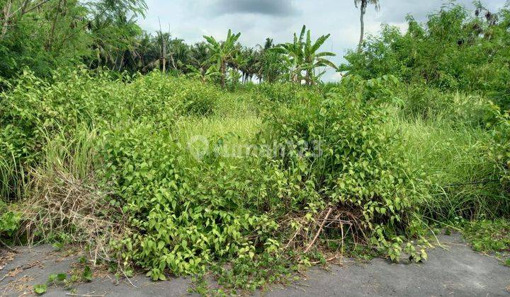 Dijual Tanah Murah Saba Gianyar Bali Dekat Rs Kasih Ibu 1