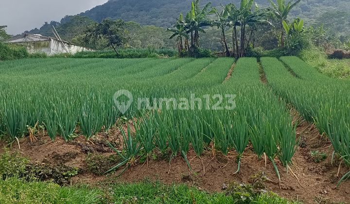 For Sale Cheap Land Bedugul Tabanan Full View Negotiable Price For Sale Cheap Land Bedugul Tabanan Full View Negotiable Price