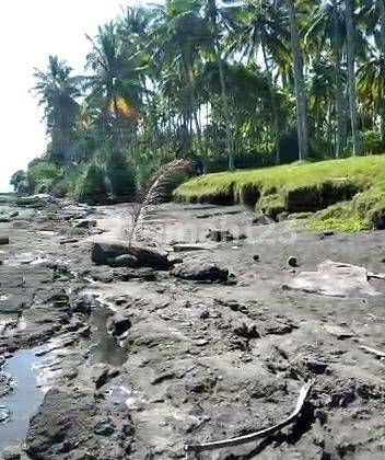 Dijual murah meriah tanah los pantai jembrana negare bali cocok buat tambak  3