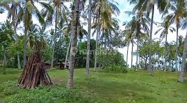 Dijual murah meriah tanah los pantai jembrana negare bali cocok buat tambak  8