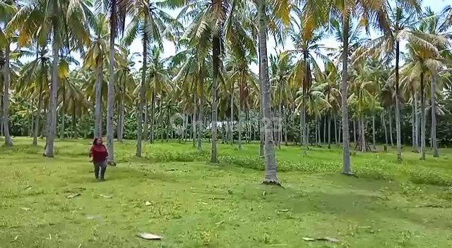 Dijual murah meriah tanah los pantai jembrana negare bali cocok buat tambak  7