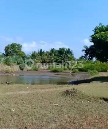 Dijual tanah los pantai super murah jembrana negara Bali cocok buat tambak  8