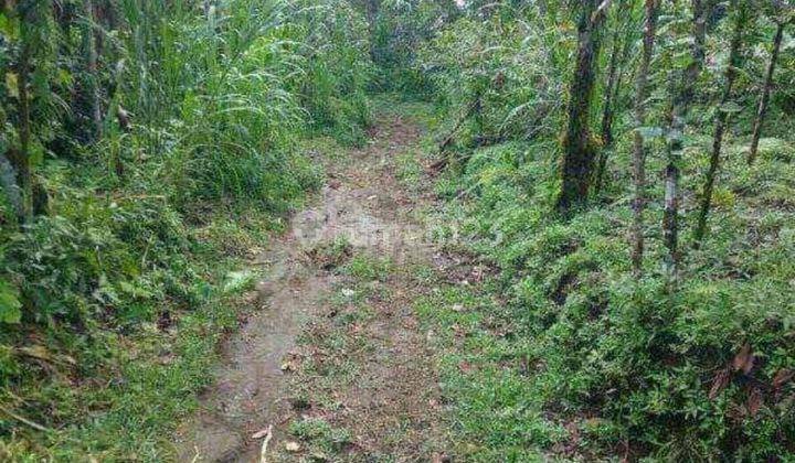 Dijual tanah super murah view spectacular Gesing Buleleng Bali  1
