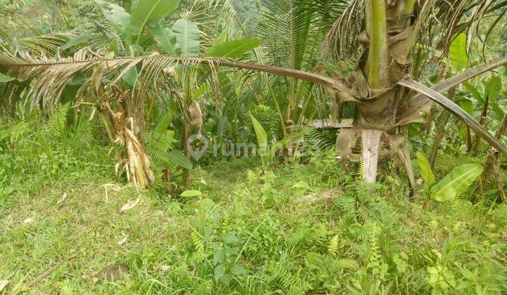 Dijual Tanah Murah Ubud Payangan Los Sungai Ayung Harga Nego  2