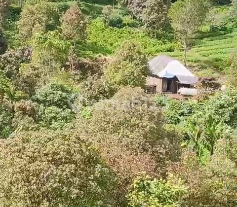 Dijual Tanah Obral Munduk Buleleng View Laut Lembah Jungle 2