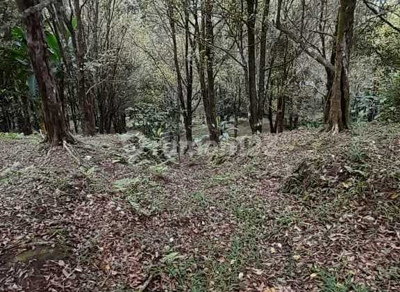 Dijual Tanah Munduk Buleleng Harga Murah Bisa Nego