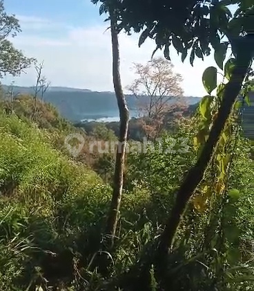 Dijual Tanah Obral Munduk Buleleng View Laut Lembah Jungle 1