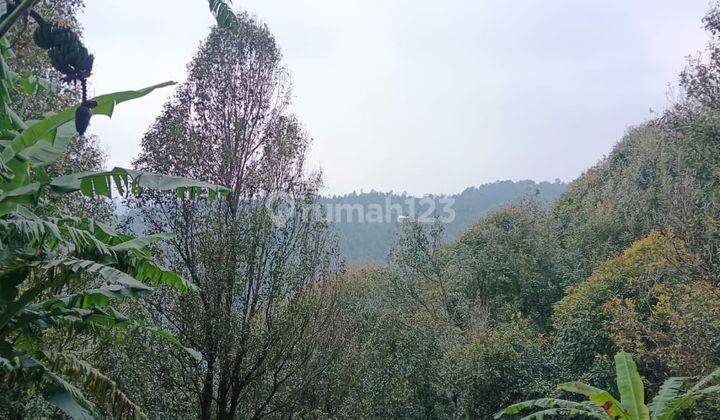For Sale Premiun Land Munduk Buleleng Bali Negotiable Price 1