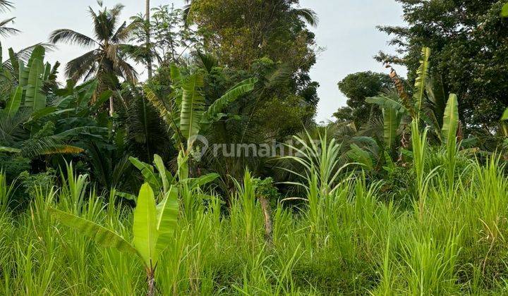 For Sale Freehold Land Ubud Tampaksiring Negotiable Price  2