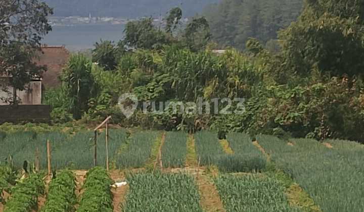 Dijual Tanah Murah Bedugul Bali Dekat Bloom Garden Itr Kuning Dijual Tanah Murah Bedugul Bali Dekat Bloom Garden Itr Kuning