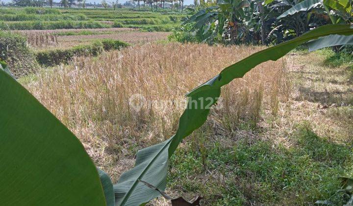 Dijual Tanah Murah Ubud View Sawah Itr Kuning Cocok Villa 2