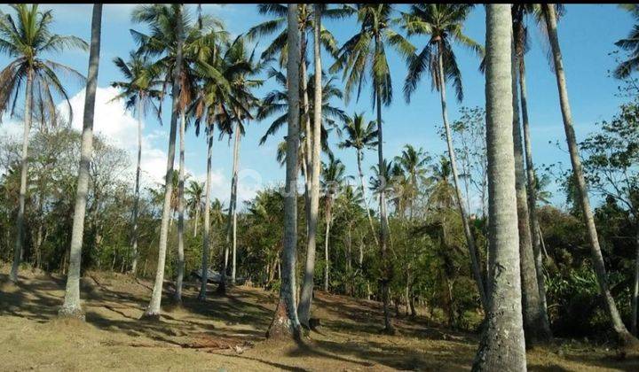 For Sale Beachfront Land Balian Beach Tabanan Bali Negotiable 2